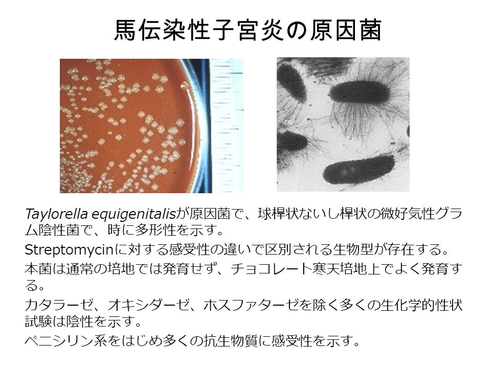 馬伝染性子宮炎の原因菌 Taylorella equigenitalis が原因菌で、球桿状ないし桿状の微好気性グラ ム陰性菌で、時に多形性を示す。 Streptomycin に対する感受性の違いで区別される生物型が存在する。 本菌は通常の培地では発育せず、チョコレート寒天培地上でよく発育す る。 カタラーゼ、オキシダーゼ、ホスファターゼを除く多くの生化学的性状 試験は陰性を示す。 ペニシリン系をはじめ多くの抗生物質に感受性を示す。