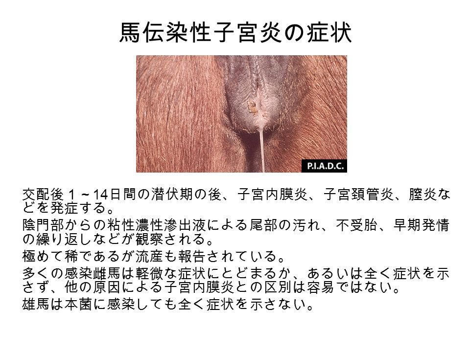 馬伝染性子宮炎の症状 交配後１～ 14 日間の潜伏期の後、子宮内膜炎、子宮頚管炎、膣炎な どを発症する。 陰門部からの粘性濃性滲出液による尾部の汚れ、不受胎、早期発情 の繰り返しなどが観察される。 極めて稀であるが流産も報告されている。 多くの感染雌馬は軽微な症状にとどまるか、あるいは全く症状を示 さず、他の原因による子宮内膜炎との区別は容易ではない。 雄馬は本菌に感染しても全く症状を示さない。