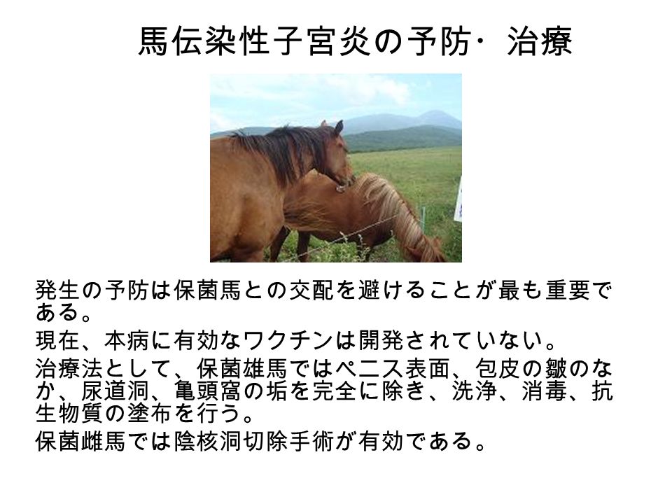 馬伝染性子宮炎の予防・治療 発生の予防は保菌馬との交配を避けることが最も重要で ある。 現在、本病に有効なワクチンは開発されていない。 治療法として、保菌雄馬ではペニス表面、包皮の皺のな か、尿道洞、亀頭窩の垢を完全に除き、洗浄、消毒、抗 生物質の塗布を行う。 保菌雌馬では陰核洞切除手術が有効である。