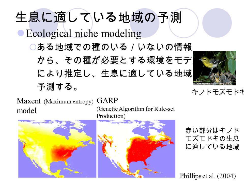 生息に適している地域の予測 Ecological niche modeling  ある地域での種のいる／いないの情報 から、その種が必要とする環境をモデル により推定し、生息に適している地域を 予測する。 Maxent (Maximum entropy) model GARP (Genetic Algorithm for Rule-set Production) 赤い部分はキノド モズモドキの生息 に適している地域 Phillips et al.