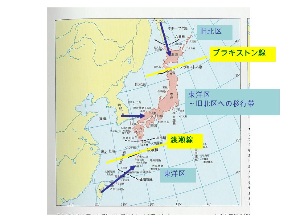 東京農工大 動物生態学 2 回目 13 年 10 月 8 日 バイオームと動物地理区 金子弥生 Ppt Download