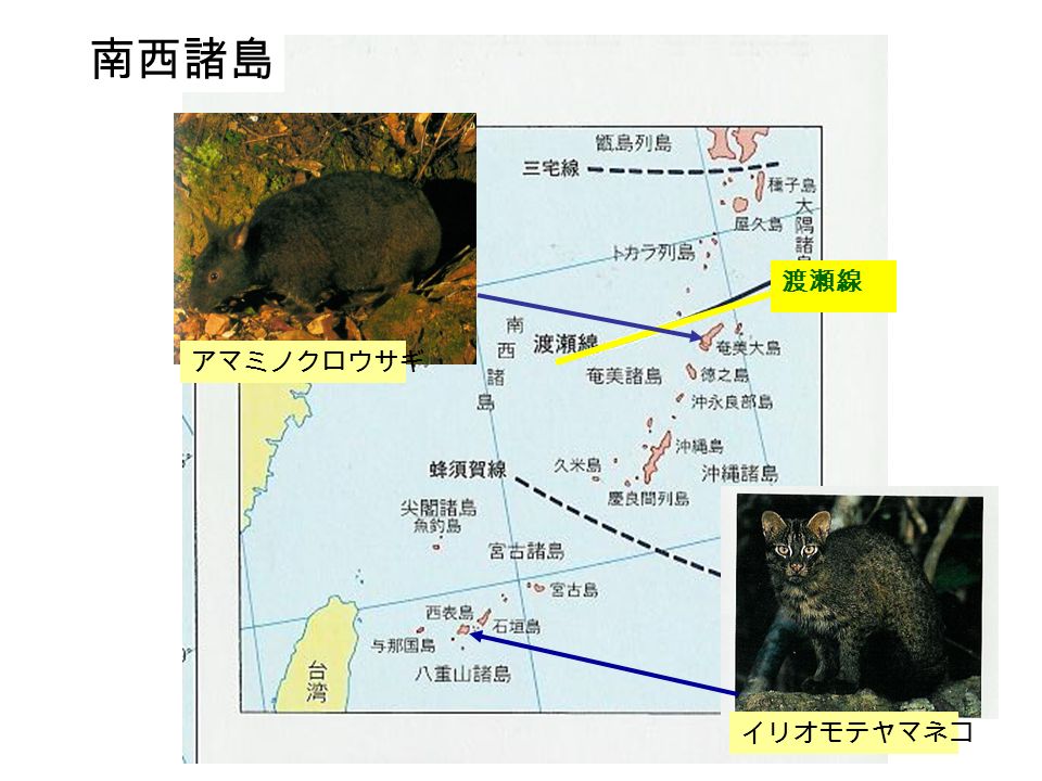 東京農工大 動物生態学 2 回目 13 年 10 月 8 日 バイオームと動物地理区 金子弥生 Ppt Download