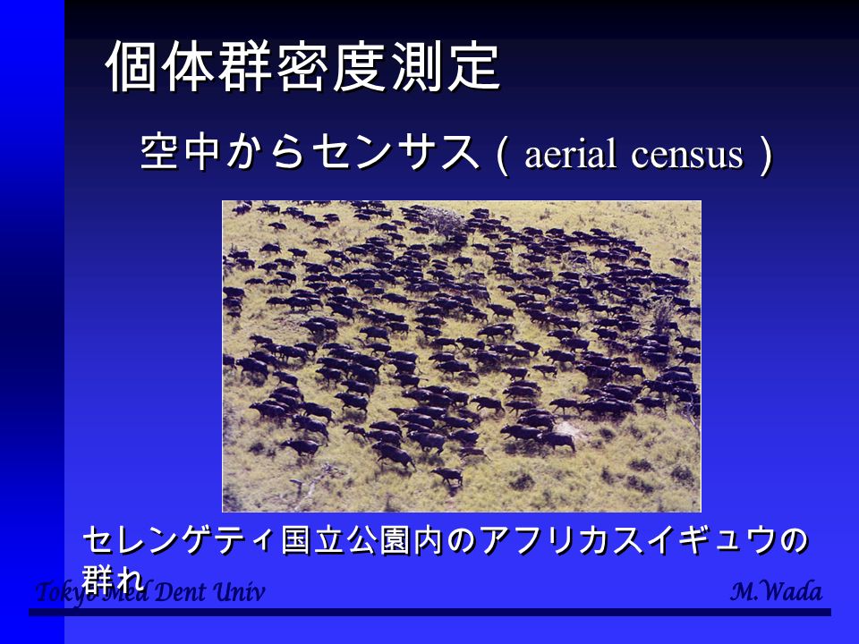 個体群密度測定 空中からセンサス（ aerial census ） セレンゲティ国立公園内のアフリカスイギュウの 群れ