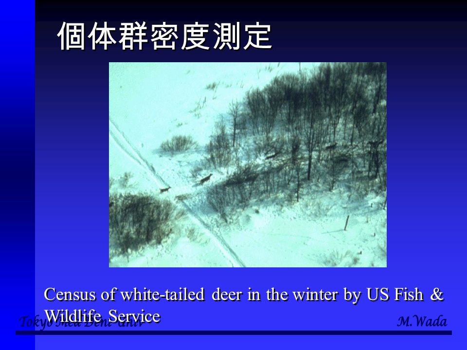 個体群密度測定 Census of white-tailed deer in the winter by US Fish & Wildlife Service