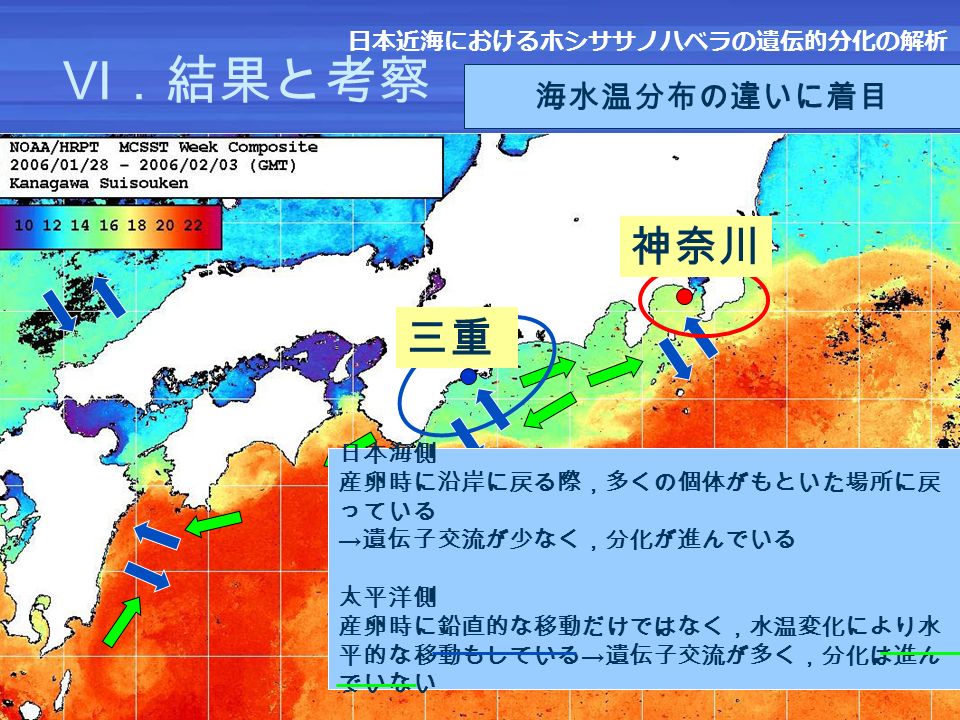 海水温分布の違いに着目 日本海側 水温は北上するにつれ徐々に低下する 太平洋側 黒潮の蛇行の影響を受けるため海水温分布に毎年変化が ある → 必ずしも北に行くほど水温が低くなるわけではな い Ⅵ．結果と考察 日本海側 産卵時に沿岸に戻る際，多くの個体がもといた場所に戻 っている → 遺伝子交流が少なく，分化が進んでいる 太平洋側 産卵時に鉛直的な移動だけではなく，水温変化により水 平的な移動もしている → 遺伝子交流が多く，分化は進ん でいない 日本近海におけるホシササノハベラの遺伝的分化の解析 三重 神奈川
