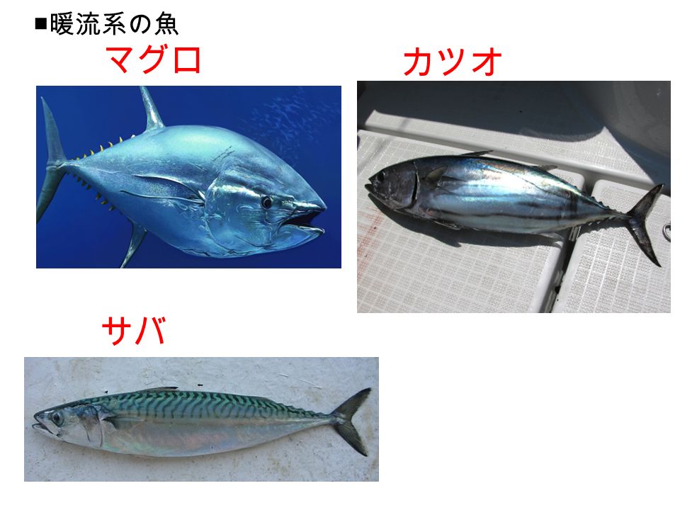 マグロ カツオ サバ ■ 暖流系の魚