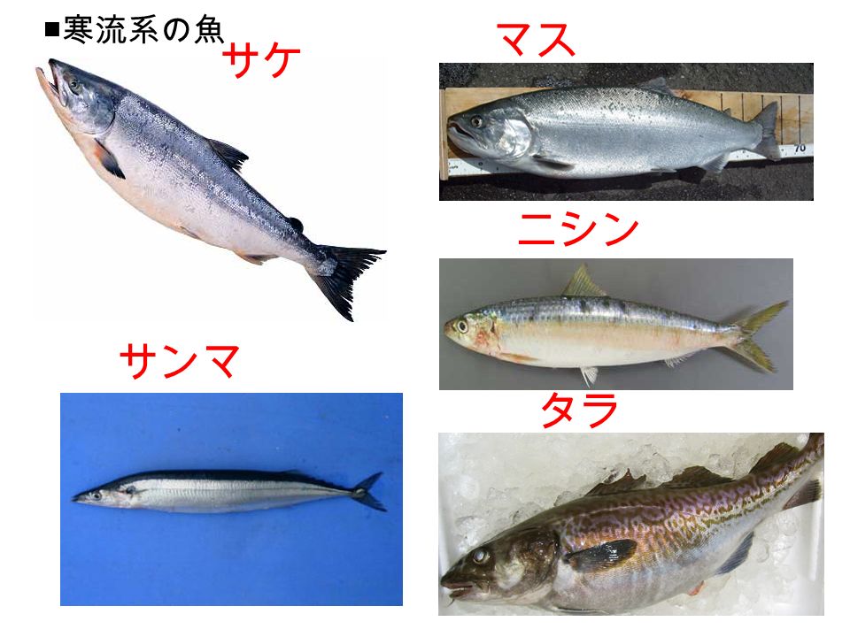 サケ マス サンマ ニシン タラ ■ 寒流系の魚