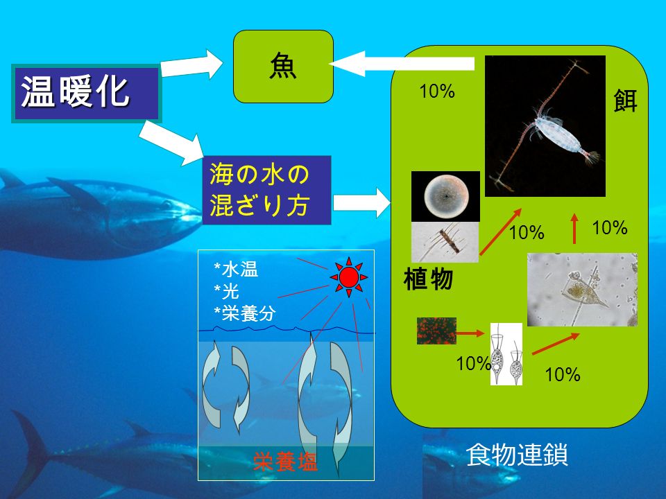 魚 海の水の 混ざり方 温暖化 * 水温 * 光 * 栄養分 栄養塩 餌 植物 10% 食物連鎖