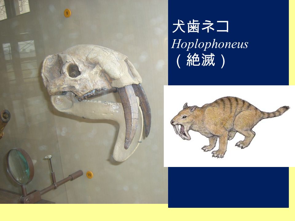犬歯ネコ Hoplophoneus （絶滅）