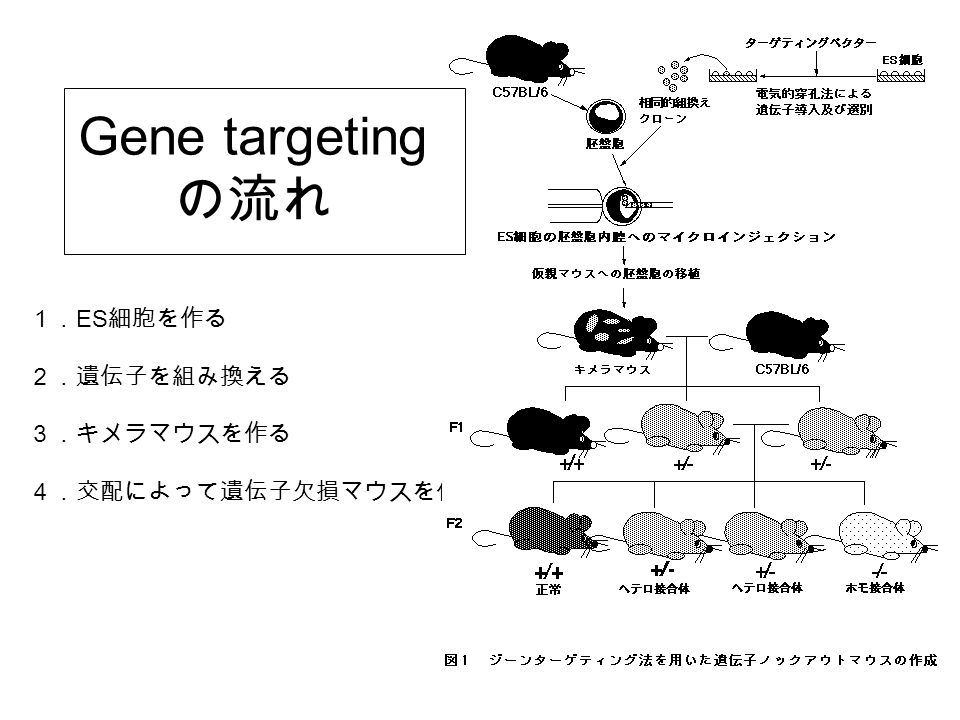 Gene targeting の流れ １． ES 細胞を作る ２．遺伝子を組み換える ３．キメラマウスを作る ４．交配によって遺伝子欠損マウスを作る