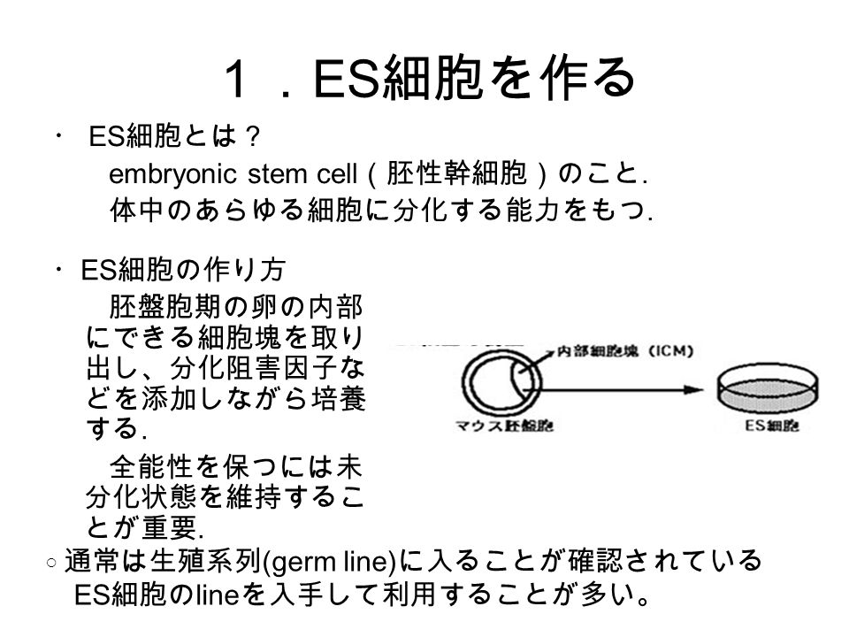 １． ES 細胞を作る ・ ES 細胞とは？ embryonic stem cell （胚性幹細胞）のこと.