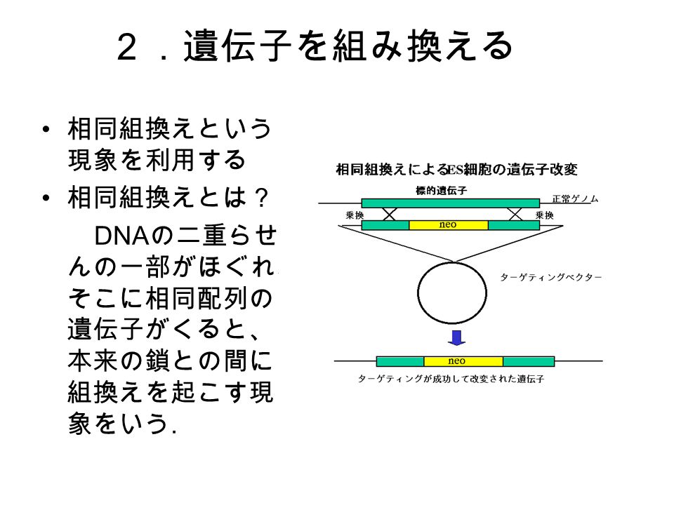 ２．遺伝子を組み換える 相同組換えという 現象を利用する 相同組換えとは？ DNA の二重らせ んの一部がほぐれ、 そこに相同配列の 遺伝子がくると、 本来の鎖との間に 組換えを起こす現 象をいう.